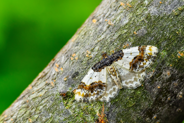 Ligdia adustata - barna levélaraszoló