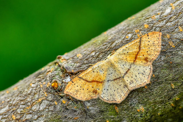 Cyclophora punctaria - sávos pettyesaraszoló