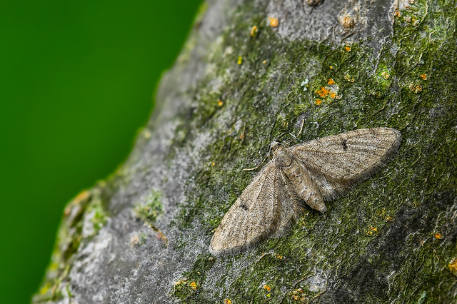 Eupithecia indigata - erdeifenyő-törpearaszoló