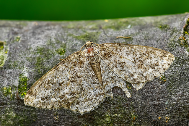Ectropis crepuscularia - avararaszoló