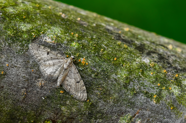 Eupithecia indigata - erdeifenyő-törpearaszoló