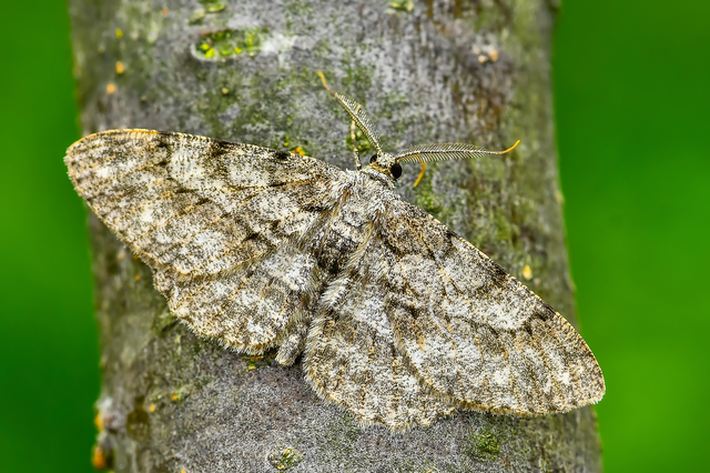 Hypomecis punctinalis - pettyes faaraszoló