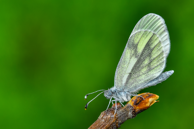 Leptidea sinapis/juvernica