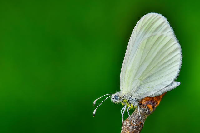 Leptidea sinapis/juvernica