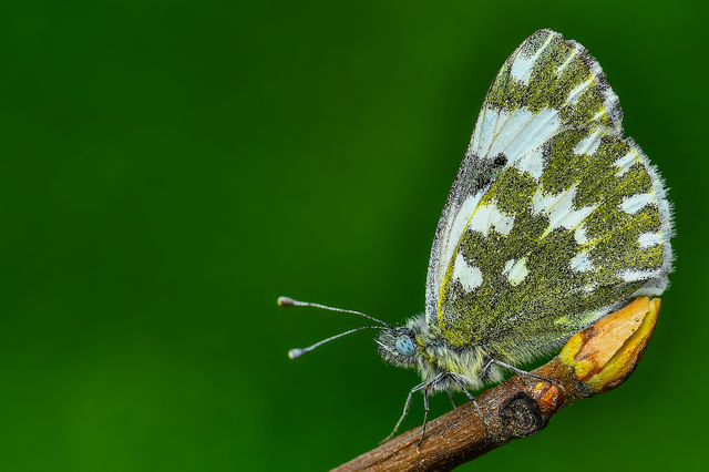 Pontia edusa - rezedalepke