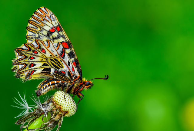 Zerynthia polyxena - farkasalmalepke