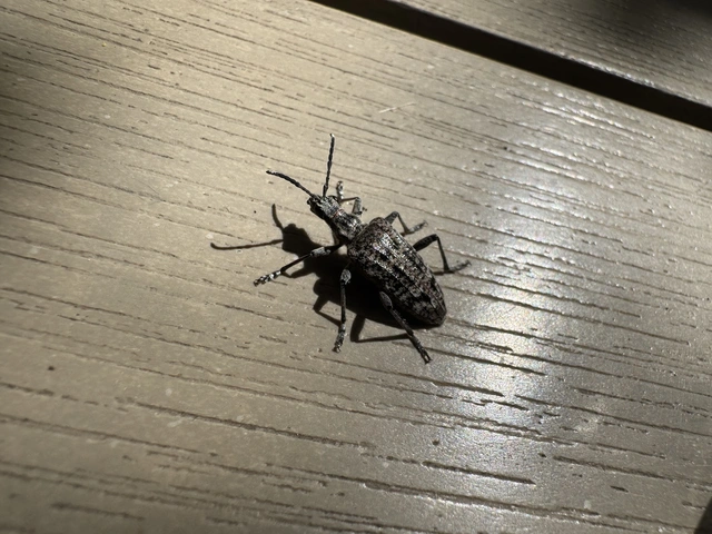 Rhagium inquisitor - fenyves-tövisescincér