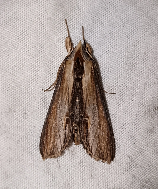 Shargacucullia