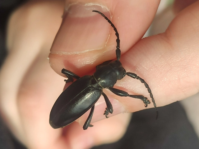 Dorcadion aethiops - fekete gyalogcincér