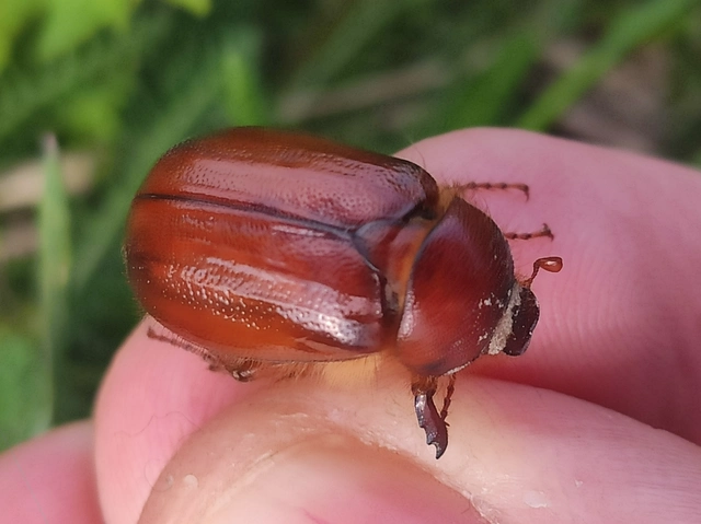 Holochelus aequinoctialis - tavaszeleji cserebogár