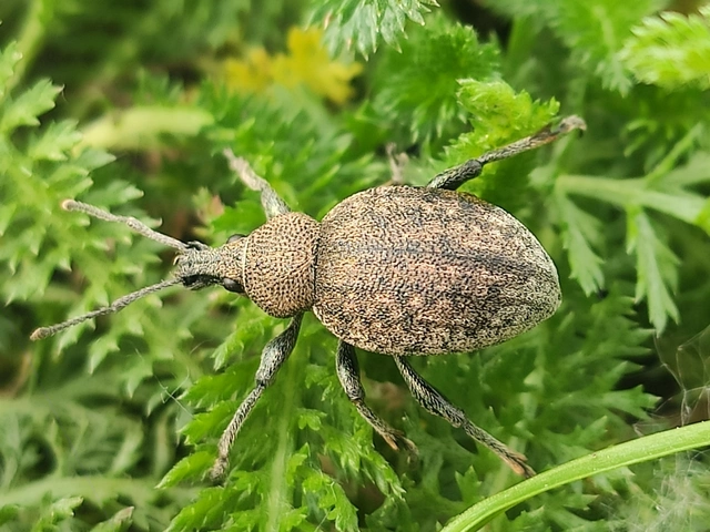 Otiorhynchus ligustici - vincellér-gyalogormányos