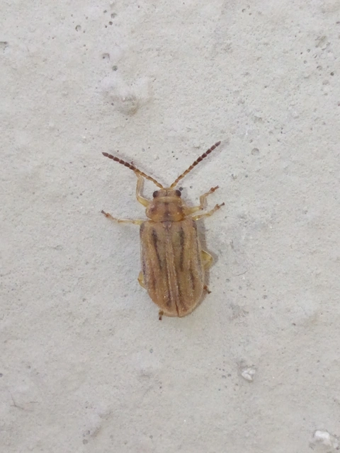 Ophraella communa - parlagfű-olajosbogár