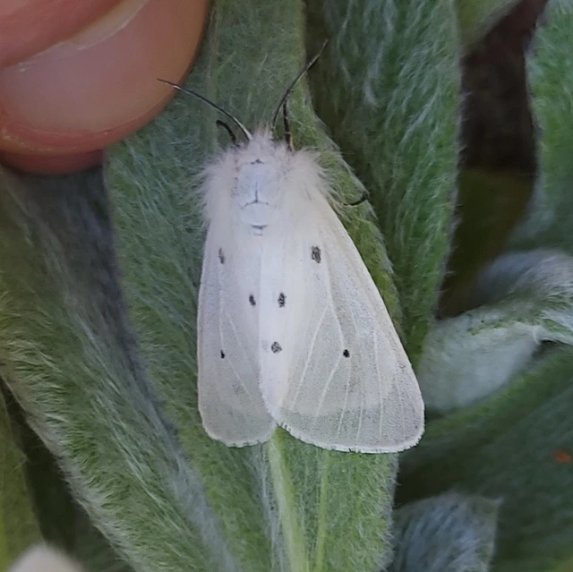 Diaphora mendica - felemás medvelepke