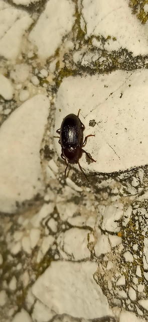Nalassus dermestoides - rövidszárnyú gyászbogár
