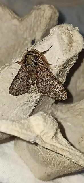 Biston strataria - barnapettyes araszoló