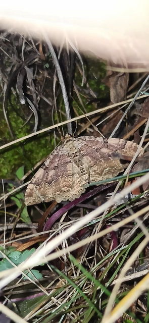 Hydria cervinalis - őzbarna araszoló
