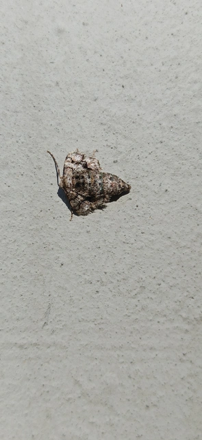Agriopis marginaria - sárgás téliaraszoló