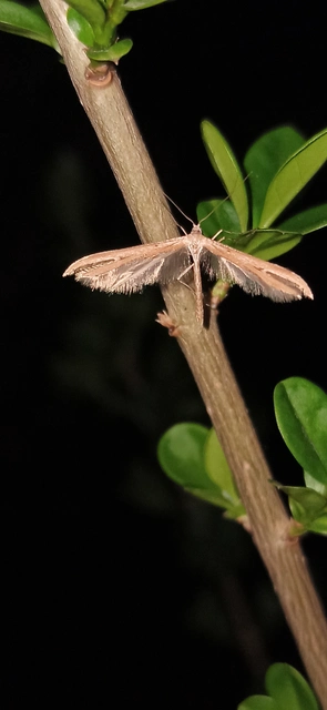 Emmelina monodactyla/argoteles