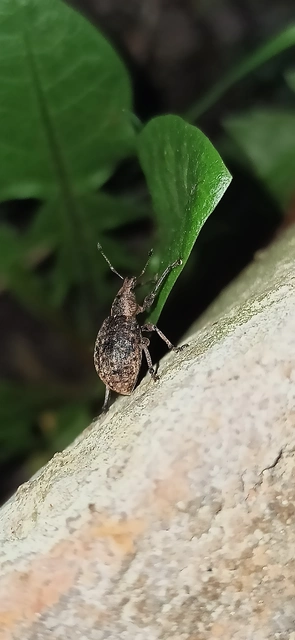 Liophloeus tessulatus - kockás barabolyormányos