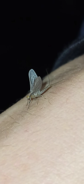 Ephemeroptera - Kérészek