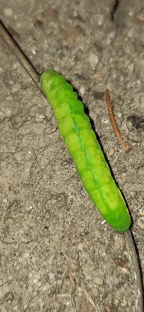 Phlogophora meticulosa - vándorló csipkésbagoly