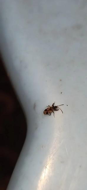 Scolopostethus Scolopostethus