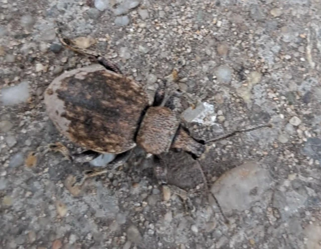 Otiorhynchus ligustici - vincellér-gyalogormányos