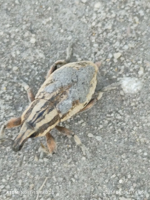 Pseudocleonus cinereus - hamvas barkó