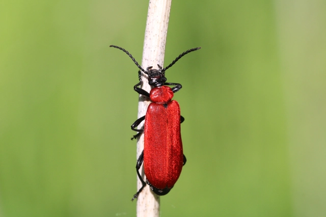 Pyrochroa coccinea - nagy bíborbogár
