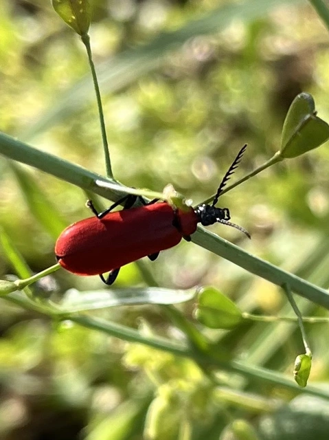 Pyrochroa coccinea - nagy bíborbogár