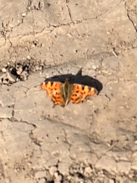 Nymphalis c-album - C-betűs lepke