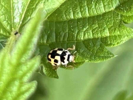 Propylea quatuordecimpunctata - tizennégypettyes füsskata