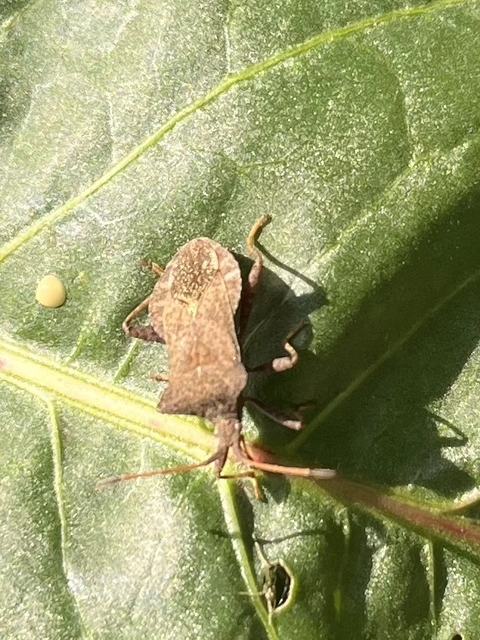Coreus marginatus - közönséges karimáspoloska