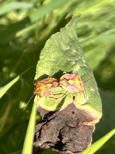 Carpocoris