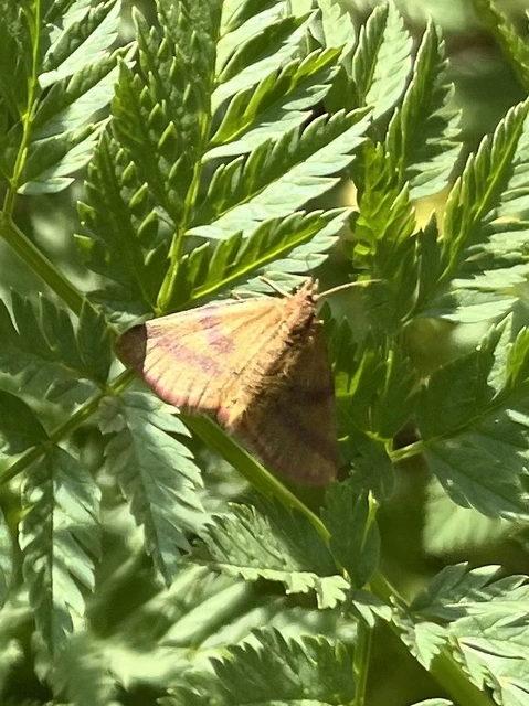 Lythria purpuraria - bíborsávos araszoló