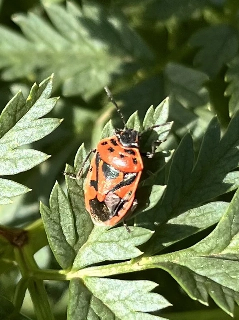 Eurydema ornata - díszespoloska Eurydema ornata - díszespoloska