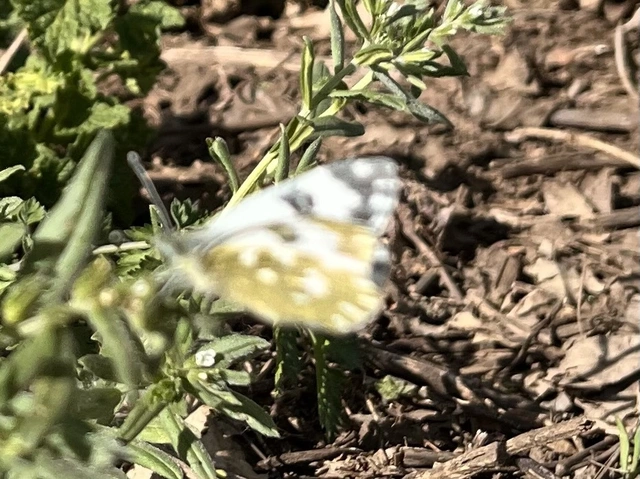 Pontia edusa - rezedalepke