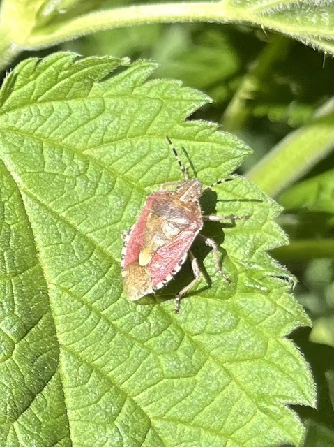 Dolycoris baccarum - közönséges bogyómászó-poloska Dolycoris baccarum - közönséges bogyómászó-poloska