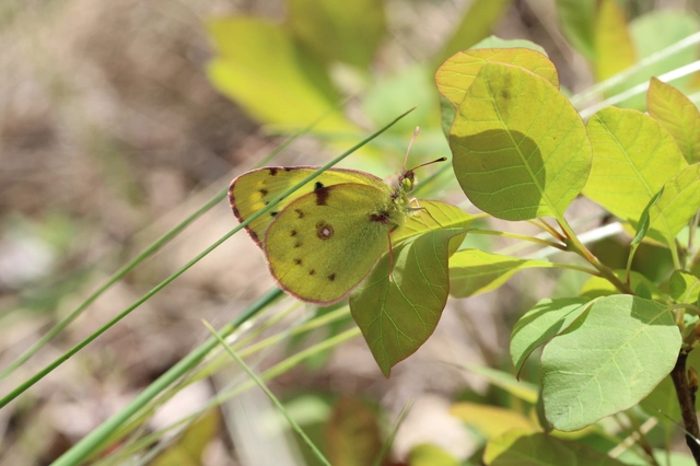 Colias alfacariensis - déli kéneslepke