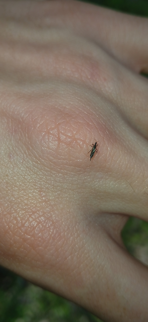 Thysanoptera - Tripszek