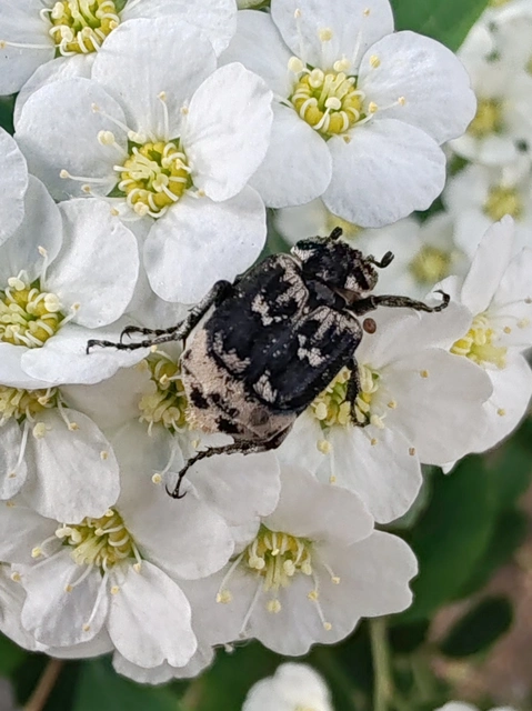 Valgus hemipterus - suta virágbogár
