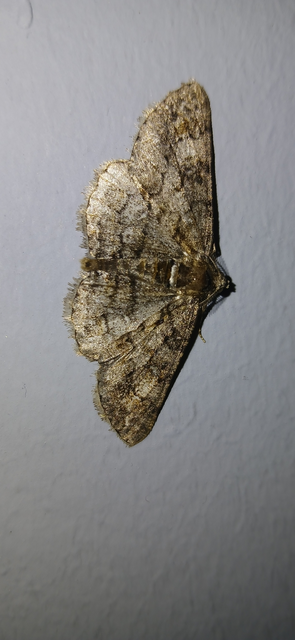Cleora cinctaria - körfoltos faaraszoló