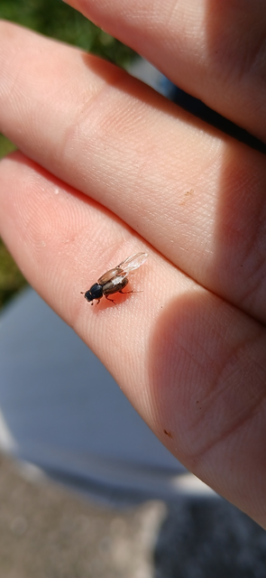 Aphodius