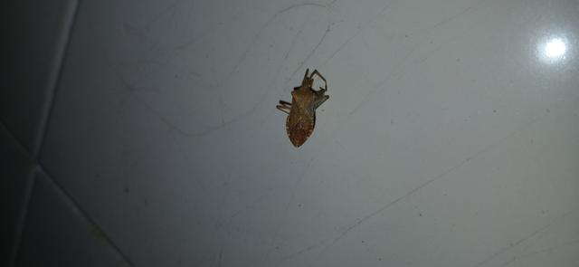 Gonocerus acuteangulatus - aranypetés karimáspoloska
