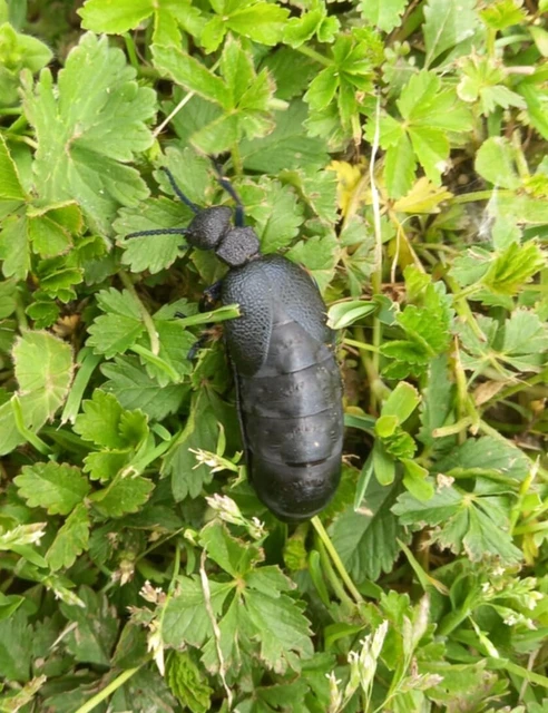 Meloe cicatricosus - óriásnünüke