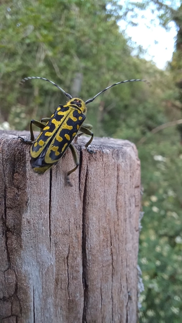 Saperda scalaris - létracincér