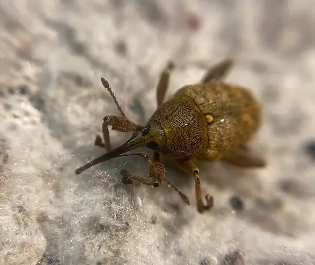 Curculio nucum - mogyorózsuzsóka