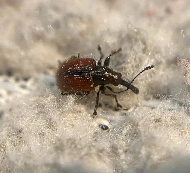 Tatianaerhynchites aequatus - piros kökényeszelény