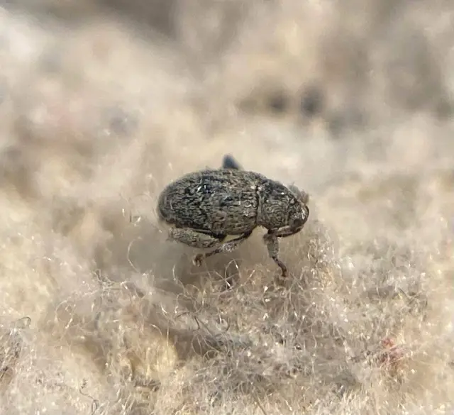 Pseudorchestes pratensis - imola-bolhaormányos