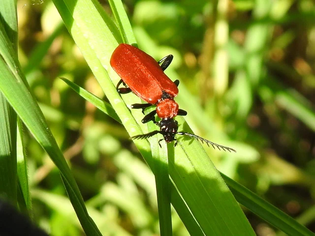 Pyrochroa coccinea - nagy bíborbogár